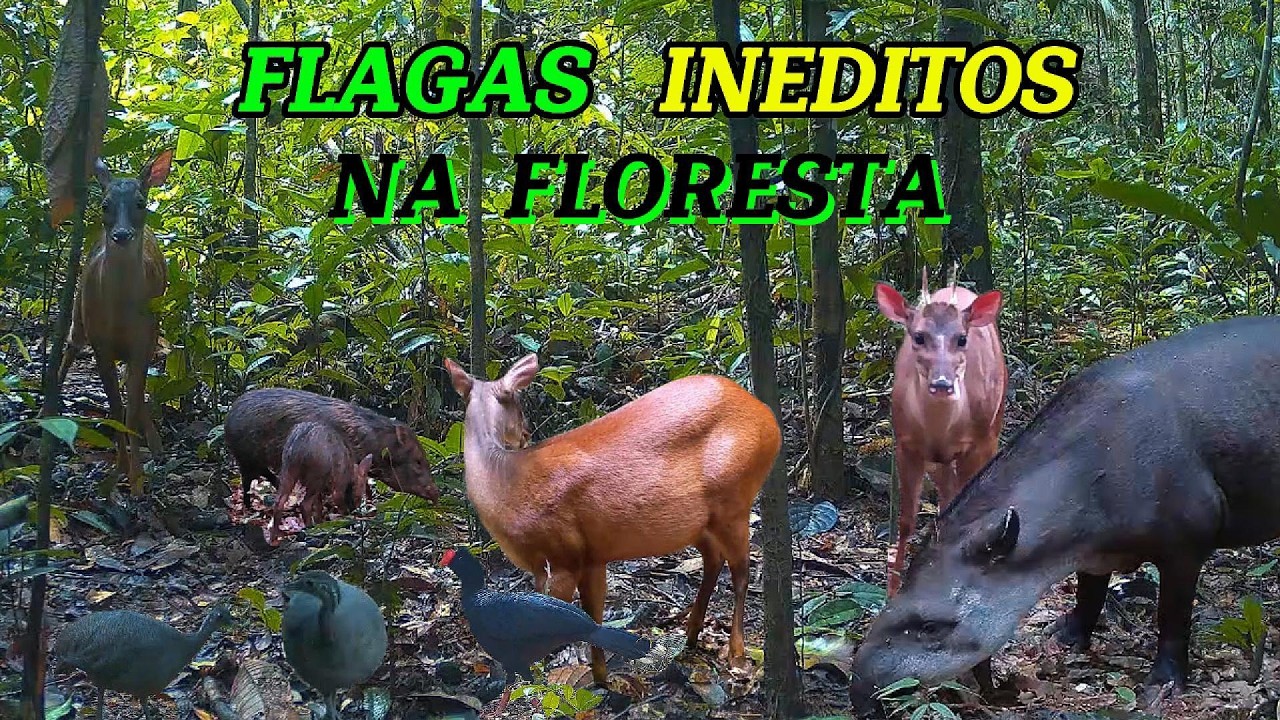 Impressionante a Quantidades de Animais Flagrados pelas Câmeras na Floresta!