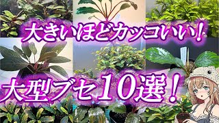 Big-growing Bucephalandra: 10 large Bucephalandra species! - YouTube