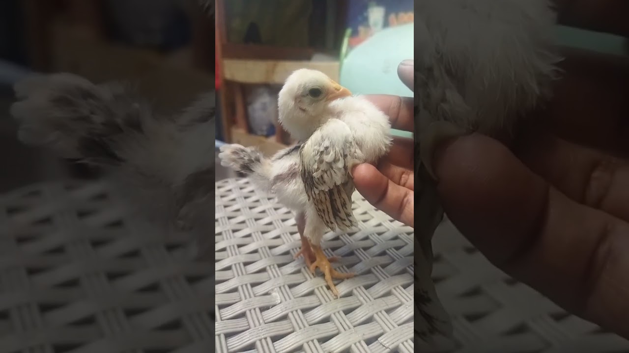 pertumbuhan anak ayam Serama dari telur sampai usia 2 bulan setengah