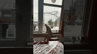 Yogi Kedim Yağmurun Yağışı Seyrediyorçinar