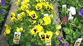 Top 10 Colorful Pansy Flower Ever You Seen | Amazing Flowers Video(HD