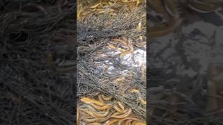 Download Lagu #geweldige palingkweek #paling #bevredigend #korte broek MP3