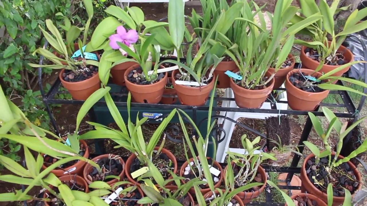 some new orchids and 1 flower 