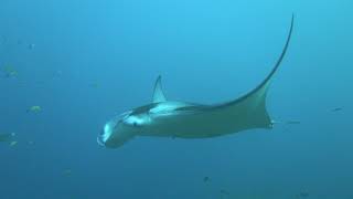 Maldives Diving. Central Atolls. Дайвинг на Мальдивах. Центральные атоллы. 2024