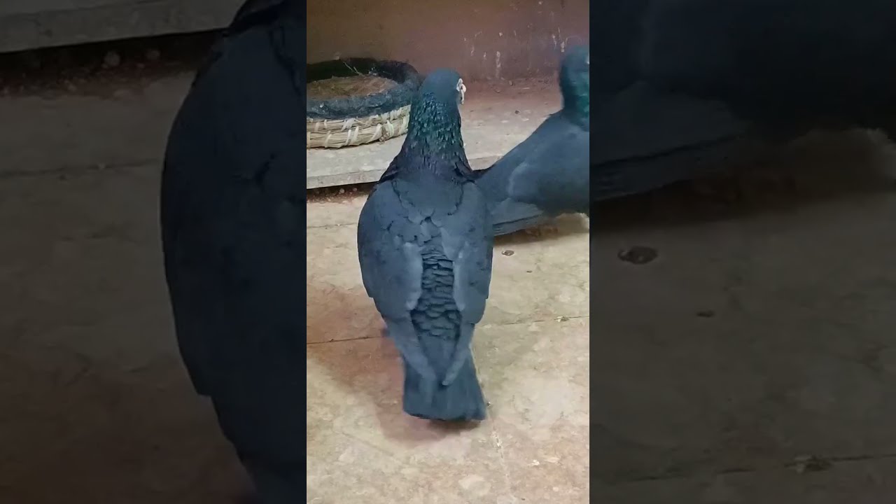 Wings Unfurled The Pigeon Chronicles 3