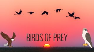 BIRDS OF PREY #kidslearning #kidsvideo #peppapig #spelling