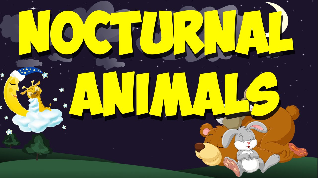 Nocturnal Animal Song Youtube