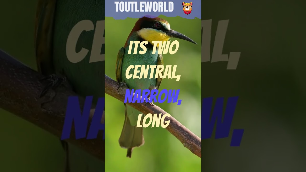 Exquisite Emerald Bird: The Green Bee Eater