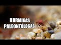 😳HORMIGAS que JUNTAN FÓSILES 🐜