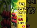 केला टेढ़ा क्यों होता है? 🍌 | साइंस वाला राज़ जानिए! | Amazing Banana Fact in Hindi #shorts