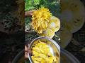 Jackfruit🤤😋#fruit #food #shorts