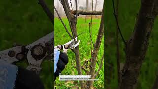 Precision Orchard Pruning Shears for Faster Tree Management #OrchardCare #PruningTools #SmartFarming
