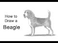 How to Draw a Beagle Dog