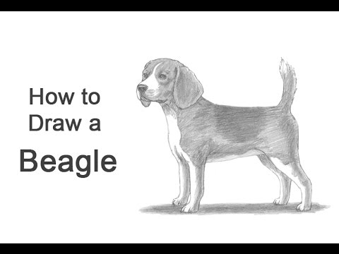 How to Draw a Dog (Beagle) - YouTube