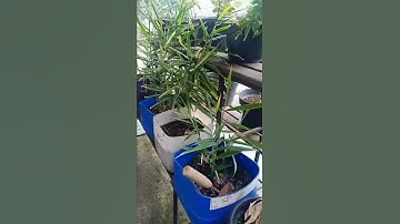 Tanam Jahe merah di dalam pot