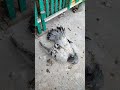 ثابت جوز زغليل 😩  #غاوي_السلاكة #pigeon #birds #اكسبلور #kabutar #طيور