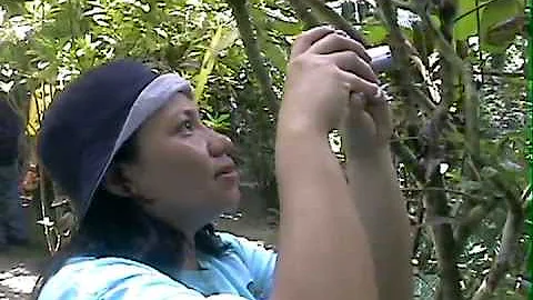 Luvis taking picture of tarsier
