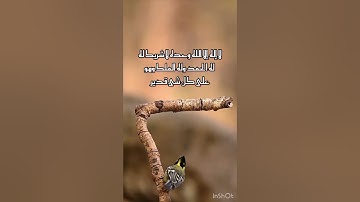 تلاوة خاشعة للقاري يوسف الصقير /طبيعة وطيور(سبحان الله وبحمده سبحان الله العظيم )🤍