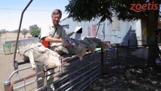 Sekurus Safe Vaccination Of Gudair