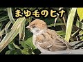 順調に育ってます 【すずめ日記】