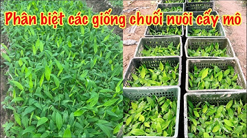 Lựa chọn giống chuối nuôi cấy mô đạt chuẩn chất lượng để canh tác