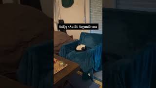 Η λέξη κλειδί 😂 #κατοικιδια
