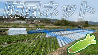 【わさび栽培】防風ネットを張る【WASABI】Set Wind Breakers for WASABI cultivation