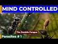 Parasites Cordyceps | The Zombie Fungus | Nature's Puppet Masters