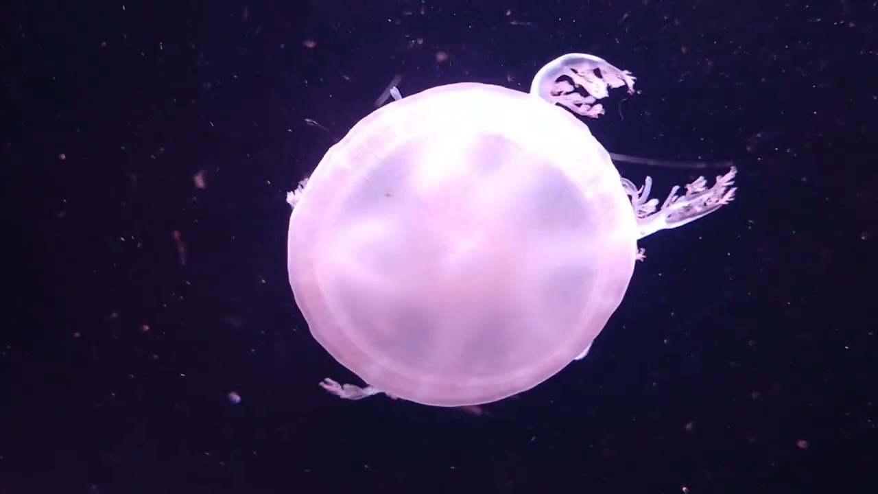 クラゲ 四国水族館 9時 7月 2026 - YouTube