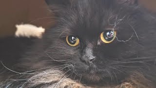 톨이가 변했어요 / Black Cat Tol2 / 질풍노도의 시기 / 까칠 상남자 톨이 (Tol2) by 탱이톨이 (Tang2 & Tol2) 137 views 4 months ago 5 minutes, 54 seconds