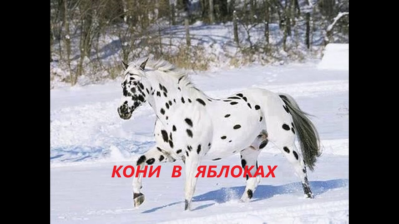 Салфетка для посуды.Подарки с символом года.(ноябрь 2025г)