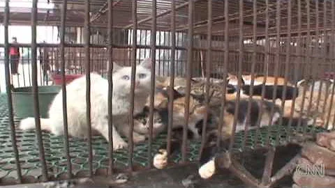 Inside the Cat and Dog Meat Market in China - DayDayNews