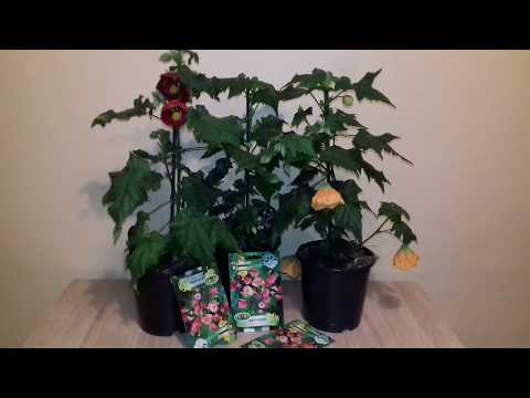 Видео: Как да подрязвате абутилон - съвети за подрязване на растенията абутилон