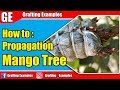 Mango Tree Air Layering Propagation