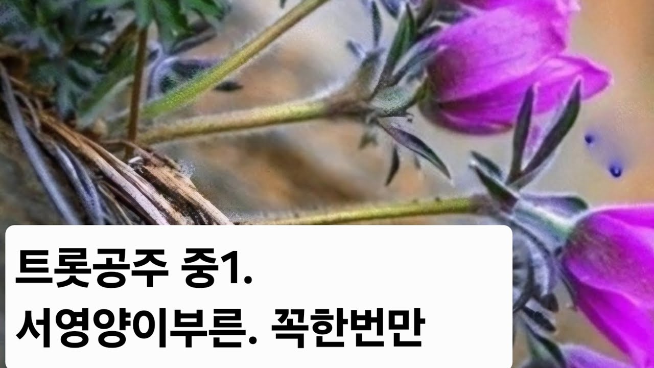 중1학년 트롯공주  서영 양.  꼭한번만 원곡박지용  ㅡㅡ