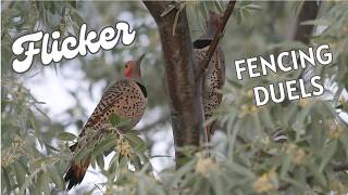 Decoding Northern Flicker Body Language Fencing Duels And Drumming