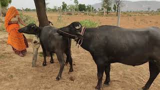 Wonderful First Buffalo Mating Successful