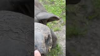 Have You Ever Felt a Tortoise's Nose?