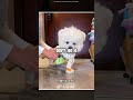 The most pampered puppy on the internet! 🐶✨ #shorts