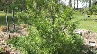 Sciadopitys verticillata pajehličník přeslenatý