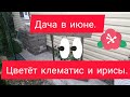 Дача в июне. Цветут клематисы и ирисы.