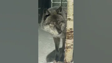 Канадский волк Акела под 50 cent. Самый красивый волк в Мире.