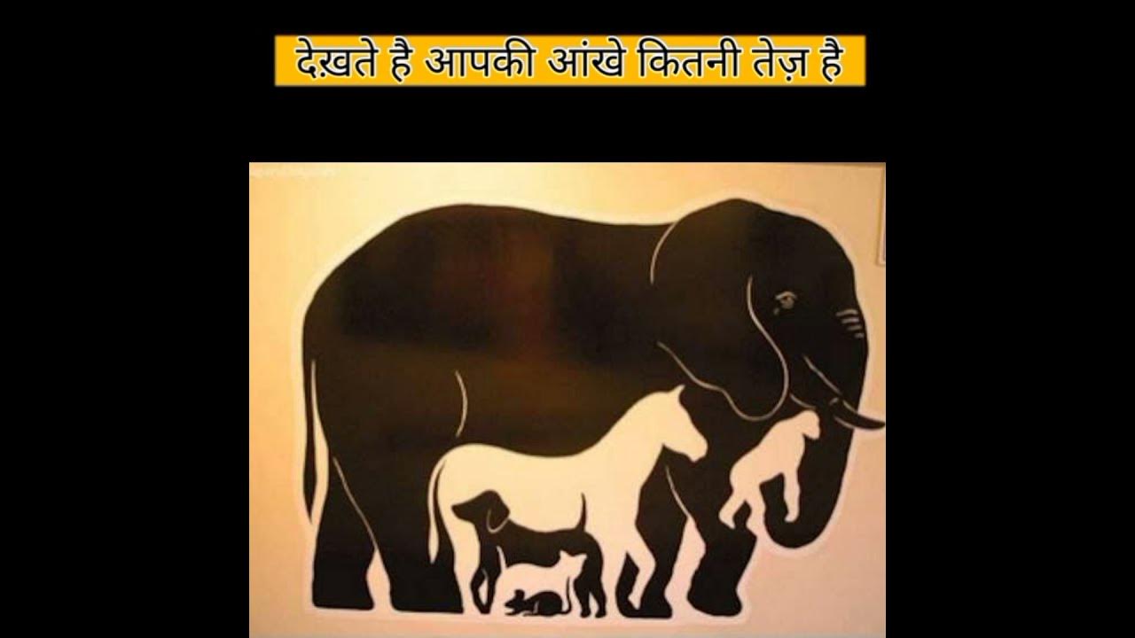 Сколько зверей на картинке. Видишь слона на картинке. Сколько животных ты видишь на картинке. Сколько животных вы видите на картинке. Сколько животных видите на рисунке.