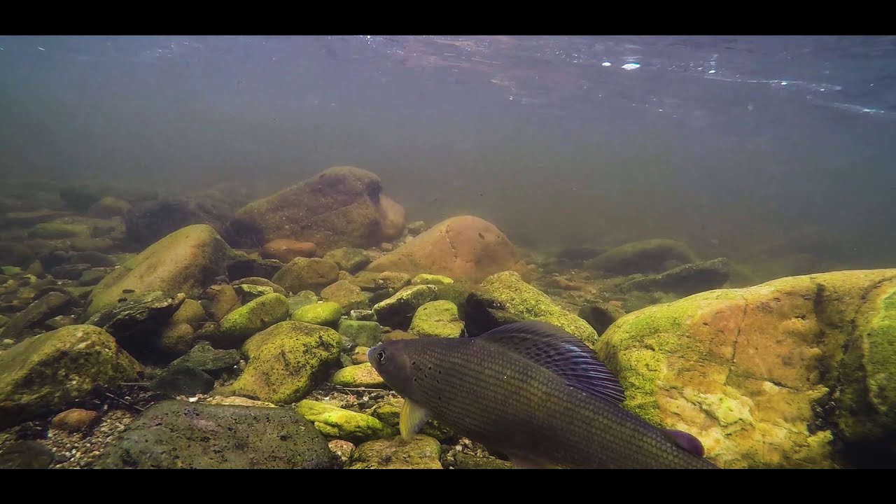 Fly Fishing Romania Official Trailer YouTube