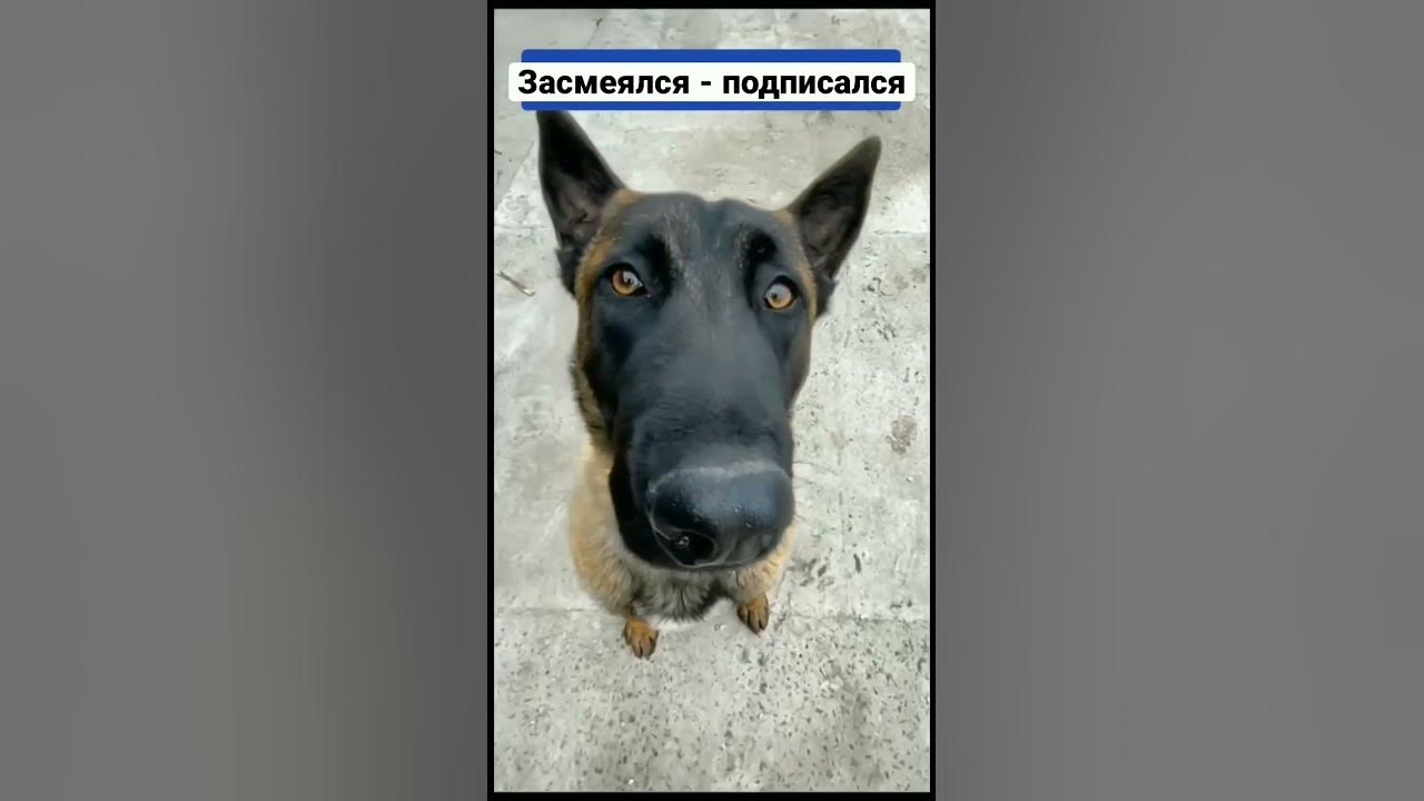 старые добрые мемы) - YouTube