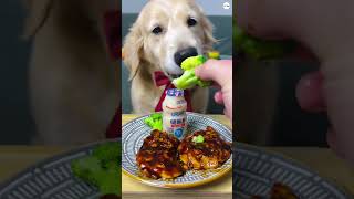 Dog eating asmr golden retriever compilation full