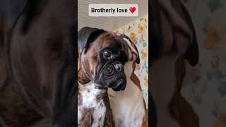 Brotherly love ❤ Boxer Rex grooming little brother Sammie
