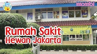 Mombi Berkunjung ke Rumah Sakit Hewan Jakarta - Liputan Mombi