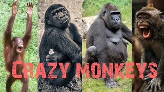 "The Monkey Dance!" 🐵🍌 /// Danny Go! Brain Break Songs for Kids November 16, 2022