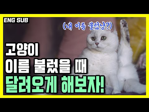 How to train a cat to run for his name. Cat name training method